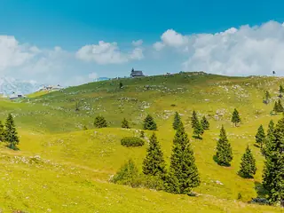 Weidegrond met bomen op de berg in Slovenië