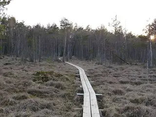 Houten plankenpad door het bos in Lahemaa
