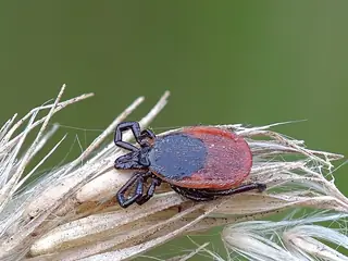 Teek op een grasspriet