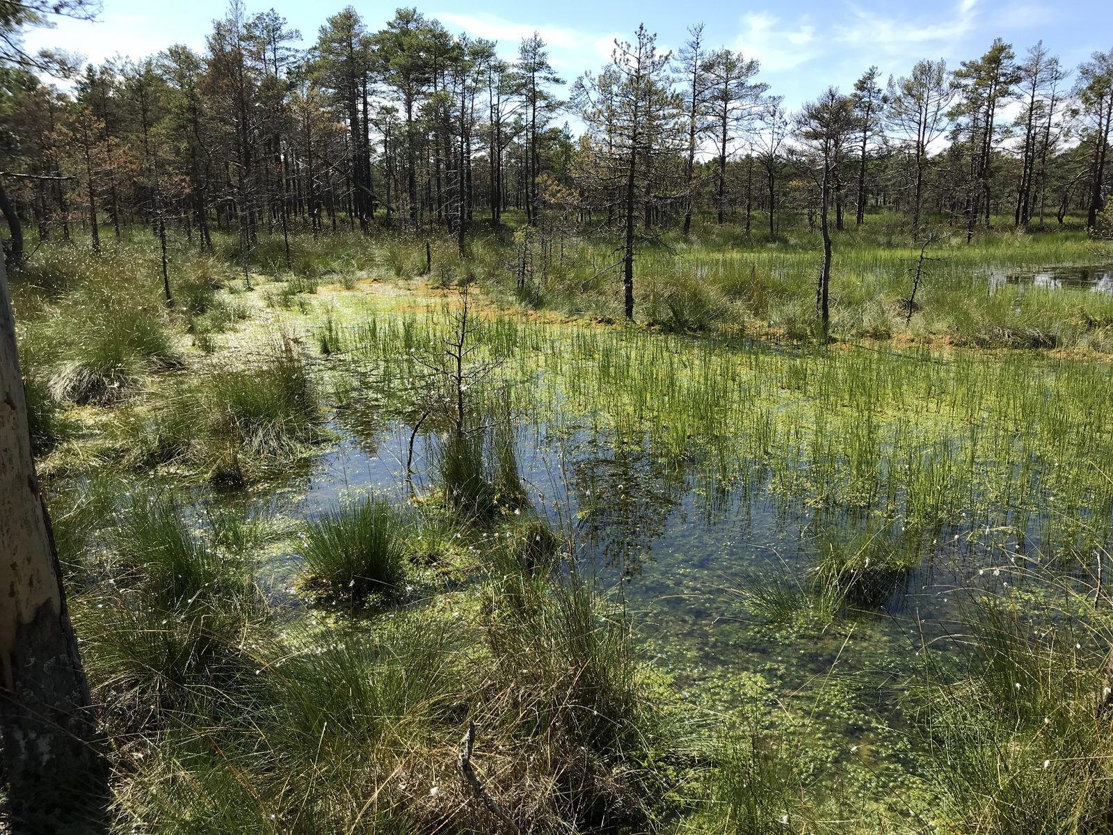 Kust in Nationaal Park Lahemaa