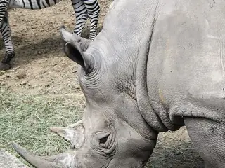 Nyíregyháza Állatpark (Sóstó Zoo), Nyíregyháza
