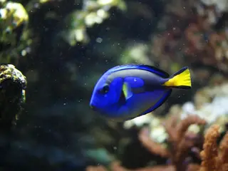 Tropicarium, Budapest