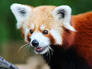 Zoo Chorzów, Chorzów