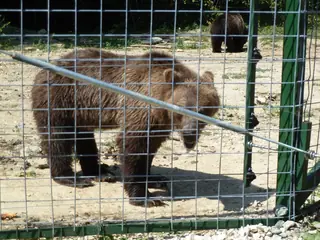 Libearty Bear Sanctuary, Zărnești