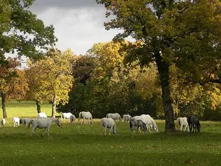 Paarden van Lipica