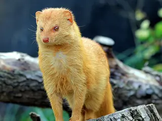 Zoo Praha, Praag (Troja)